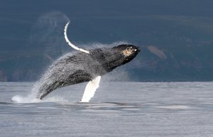 Depoe Bay Vacation Rentals